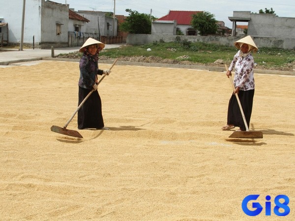 Mơ thấy phơi lúa chín báo hiệu mọi cống hiến sẽ được đền đáp