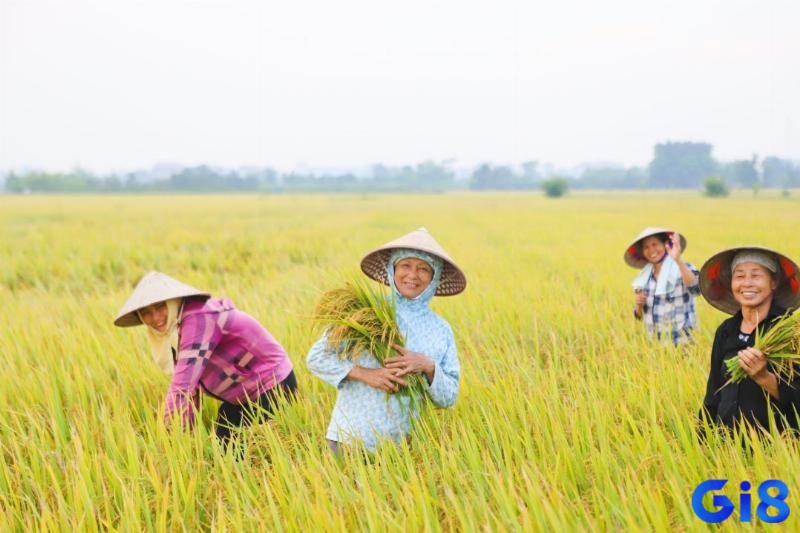 Mơ thấy hình ảnh cánh đồng lúa chín vàng, tượng trưng cho sự thịnh vượng và đủ đầy